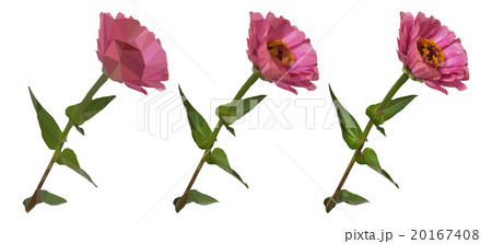 Flower Zinnia Low Poly Vector Flower Zinnia Low Poly Vector 20167408