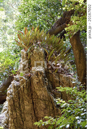 岩上のシダ植物 岩上のシダ植物 20167602
