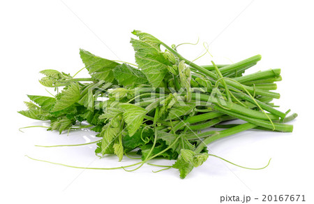 Pumpkin leaf isolated on the white background Pumpkin leaf isolated on the white background 20167671