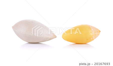 ginkgo isolated on the white background 20167693