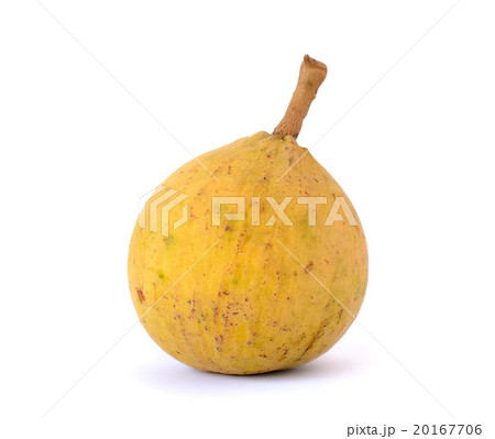 Sentul isolated on the white background 20167706