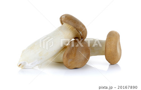 King Oyster mushroom isolated on the white 20167890
