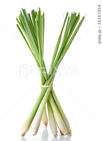 Lemon grass isolated on the white background 20167954