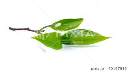 Green tea leaves isolated on the white background 20167956