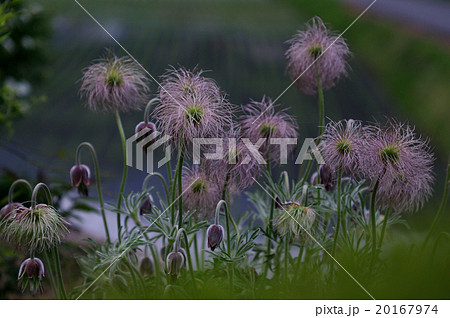 翁草 おきなくさ 綿毛 翁草 おきなくさ 綿毛 20167974