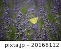 モンキチョウ 20168112
