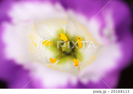 トルコキキョウ 20168115