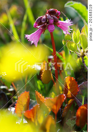 吾妻山登山道に咲くイワカガミ　岩鏡　 20168319