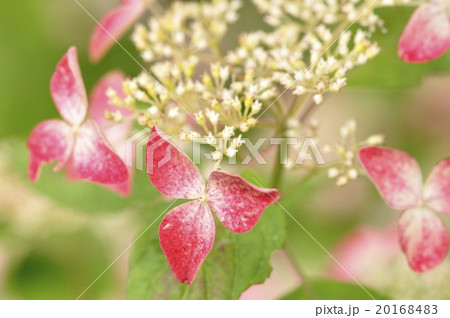 紫陽花　クレナイ 20168483