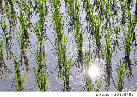 初夏の水田 20168485