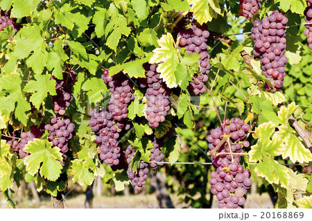 grapevine in vineyard, Alsace, France 20168869