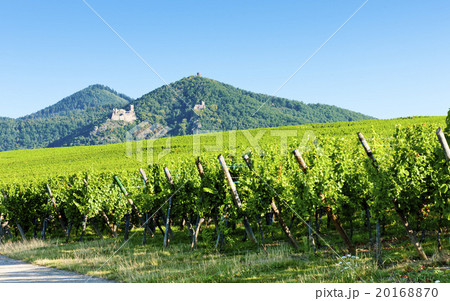 Chateau de Saint-Ulrich near Ribeauville, Alsace Chateau de Saint-Ulrich near Ribeauville, Alsace 20168870