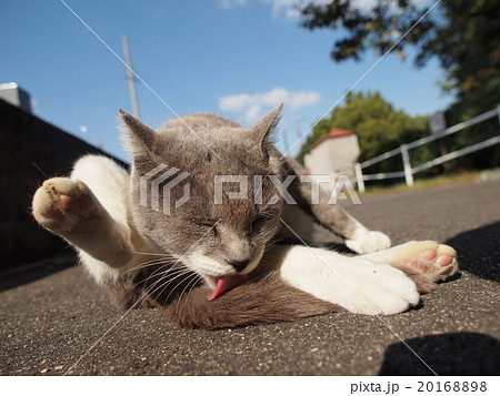 しっぽを舐める猫 20168898