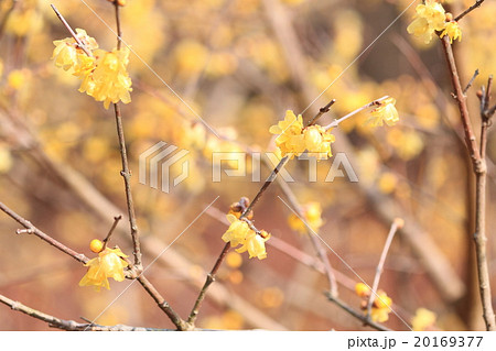 ロウバイの花 20169377