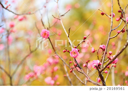 ウメの花 20169561