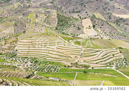 vineyars in Douro Valley, Portugal vineyars in Douro Valley, Portugal 20169562