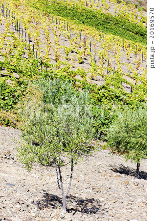 vineyard and olive trees, Douro Valley, Portugal vineyard and olive trees, Douro Valley, Portugal 20169570