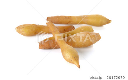 Fingerroot isolated on the white background 20172070