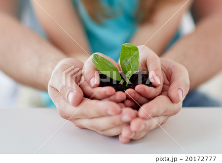 close up of father and girl hands holding sprout 20172777