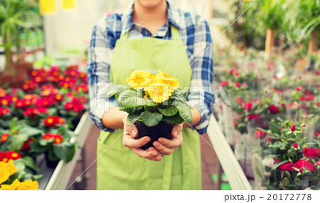 close up of woman holding flowers in greenhouse close up of woman holding flowers in greenhouse 20172778