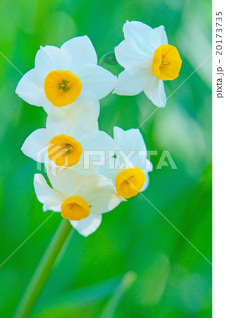 すいせん 20173735