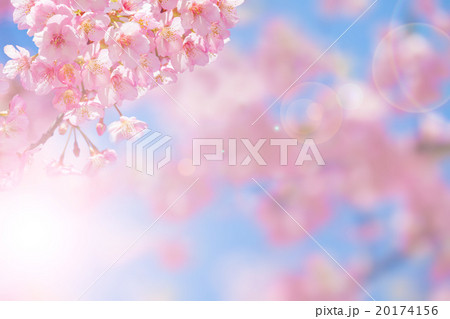 カワヅザクラ カワヅザクラ 20174156