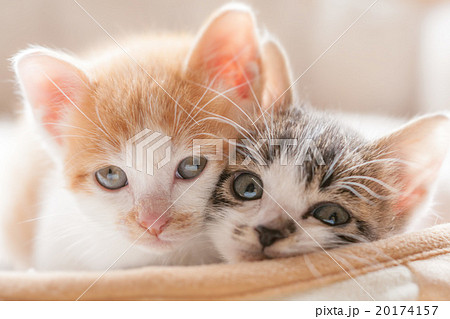 子猫 子猫 20174157