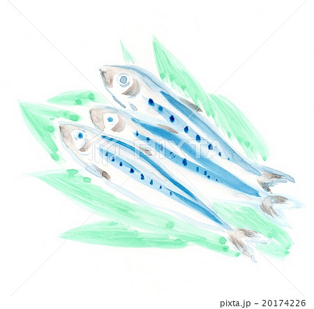 イワシ イワシ 20174226