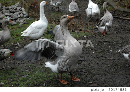 がちょう（ニュージーランドでのファーム体験） 20174681