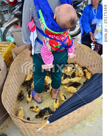 ベトナム バクハの日曜市場 花モン族の親子とひよこの群れの写真素材