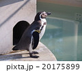 フンボルトペンギン（井の頭動物園） 20175899