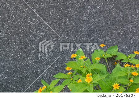 Yellow flowers green bush with a blank background. Yellow flowers green bush with a blank background. 20176207