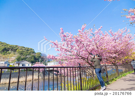 河津桜　桜　早咲きの桜　伊豆　静岡　さくら　サクラ　画像素材　コピースペース　背景素材　文字入れ 20176766