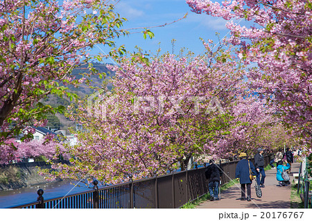 河津桜 桜 早咲きの桜 伊豆 静岡 さくら サクラ 画像素材 コピースペース 背景素材 文字入れ 河津桜 桜 早咲きの桜 伊豆 静岡 さくら サクラ 画像素材 コピースペース 背景素材 文字入れ 20176767