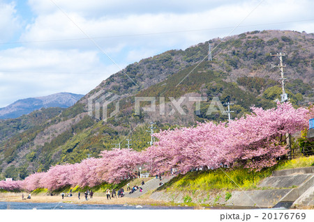 河津桜　桜　早咲きの桜　伊豆　静岡　さくら　サクラ　画像素材　コピースペース　背景素材　文字入れ 20176769