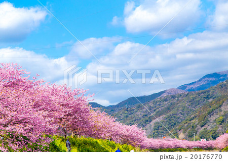 河津桜　桜　早咲きの桜　伊豆　静岡　さくら　サクラ　画像素材　コピースペース　背景素材　文字入れ 20176770