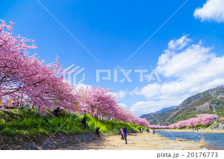 河津桜 桜 早咲きの桜 伊豆 静岡 さくら サクラ 画像素材 コピースペース 背景素材 文字入れ 河津桜 桜 早咲きの桜 伊豆 静岡 さくら サクラ 画像素材 コピースペース 背景素材 文字入れ 20176773