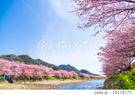 河津桜 桜 早咲きの桜 伊豆 静岡 さくら サクラ 画像素材 コピースペース 背景素材 文字入れ 河津桜 桜 早咲きの桜 伊豆 静岡 さくら サクラ 画像素材 コピースペース 背景素材 文字入れ 20176775