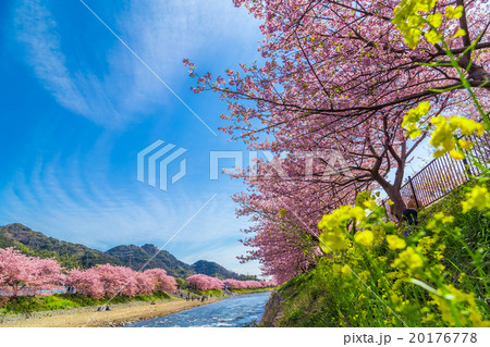 河津桜　桜　早咲きの桜　伊豆　静岡　菜の花　サクラ　画像素材　コピースペース　背景素材　文字入れ 20176778