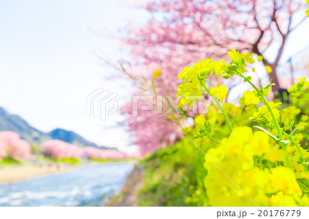 河津桜　桜　早咲きの桜　伊豆　静岡　菜の花　サクラ　画像素材　コピースペース　背景素材　文字入れ 20176779