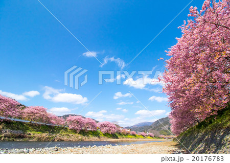河津桜 桜 早咲きの桜 伊豆 静岡 さくら サクラ 画像素材 コピースペース 背景素材 文字入れ 河津桜 桜 早咲きの桜 伊豆 静岡 さくら サクラ 画像素材 コピースペース 背景素材 文字入れ 20176783