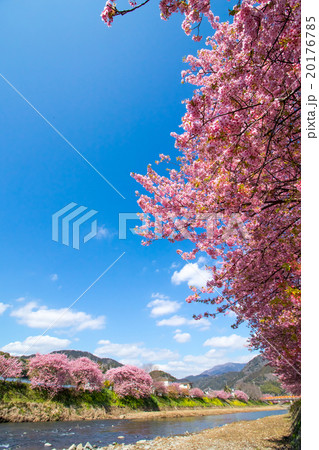 河津桜　桜　早咲きの桜　伊豆　静岡　さくら　サクラ　画像素材　コピースペース　背景素材　文字入れ 20176785