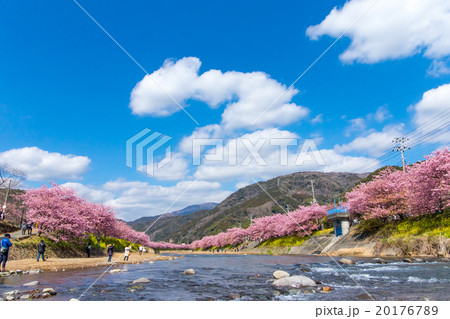 河津桜　桜　早咲きの桜　伊豆　静岡　さくら　サクラ　画像素材　コピースペース　背景素材　文字入れ 20176789