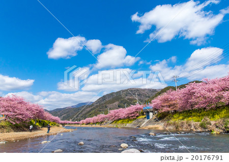 河津桜　桜　早咲きの桜　伊豆　静岡　さくら　サクラ　画像素材　コピースペース　背景素材　文字入れ 20176791
