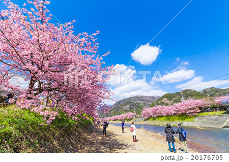 河津桜 桜 早咲きの桜 伊豆 静岡 さくら サクラ 画像素材 コピースペース 背景素材 文字入れ 河津桜 桜 早咲きの桜 伊豆 静岡 さくら サクラ 画像素材 コピースペース 背景素材 文字入れ 20176795