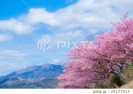 河津桜 桜 早咲きの桜 伊豆 静岡 さくら サクラ 画像素材 コピースペース 背景素材 文字入れ 河津桜 桜 早咲きの桜 伊豆 静岡 さくら サクラ 画像素材 コピースペース 背景素材 文字入れ 20177014