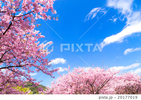 河津桜 桜 早咲きの桜 伊豆 静岡 さくら サクラ 画像素材 コピースペース 背景素材 文字入れ 河津桜 桜 早咲きの桜 伊豆 静岡 さくら サクラ 画像素材 コピースペース 背景素材 文字入れ 20177019
