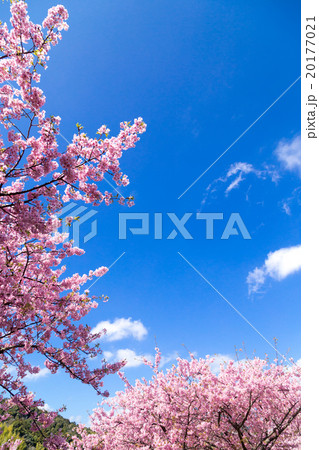河津桜 桜 早咲きの桜 伊豆 静岡 さくら サクラ 画像素材 コピースペース 背景素材 文字入れ 河津桜 桜 早咲きの桜 伊豆 静岡 さくら サクラ 画像素材 コピースペース 背景素材 文字入れ 20177021
