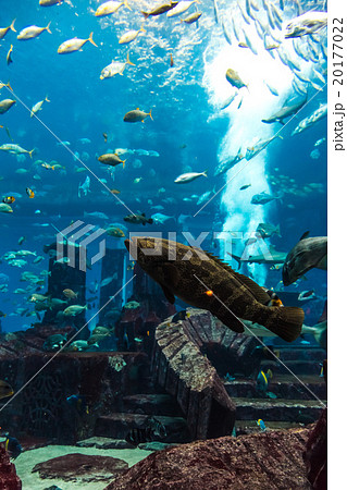 Aquarium tropical fish on a coral reef 20177022