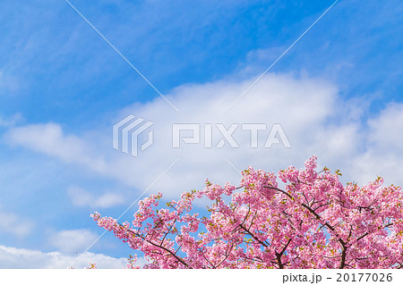 河津桜 桜 早咲きの桜 伊豆 静岡 さくら サクラ 画像素材 コピースペース 背景素材 文字入れ 河津桜 桜 早咲きの桜 伊豆 静岡 さくら サクラ 画像素材 コピースペース 背景素材 文字入れ 20177026